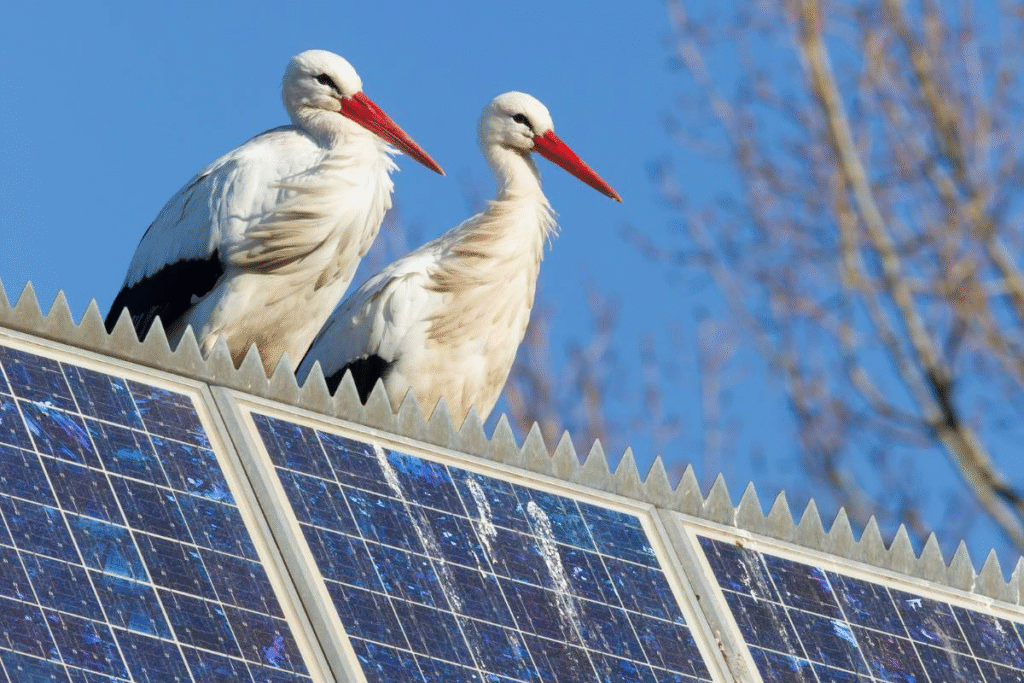 birds and animals are big danger for solar panel